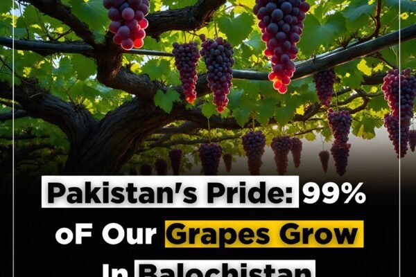grapes - eleven pakistan