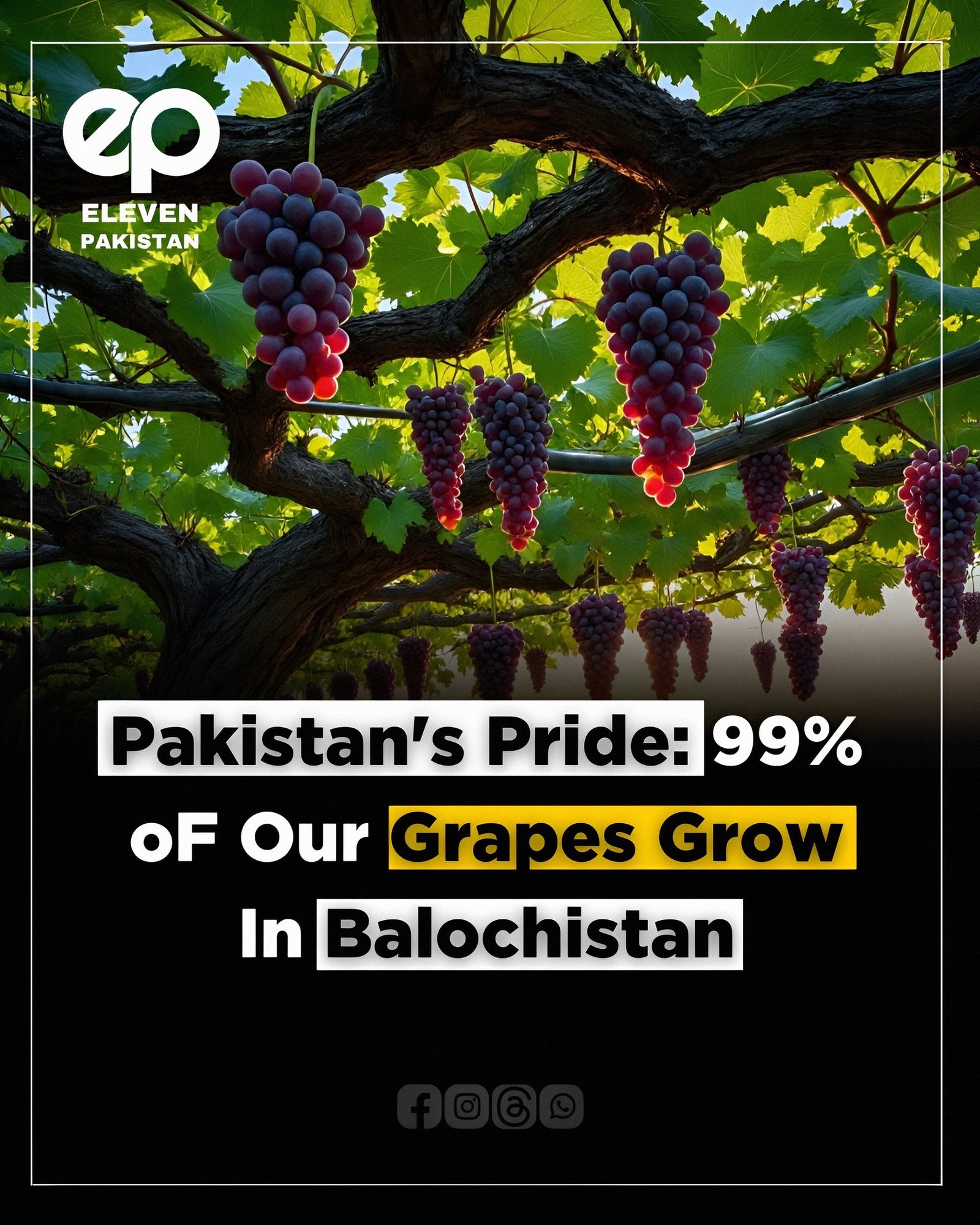 grapes - eleven pakistan