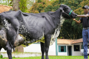 Brazil: Cow breaks world record for milk production