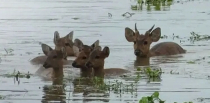 Wildlife Rangers Rescue Deer